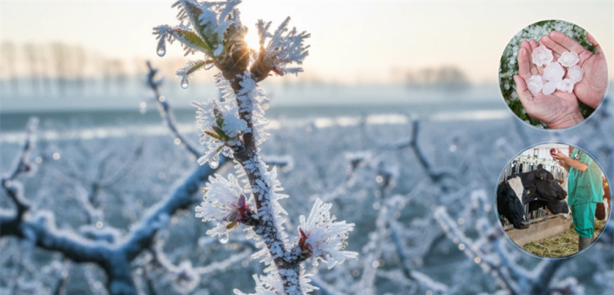 11,6 Milyar Lira Hasar Tazminatı Ödendi