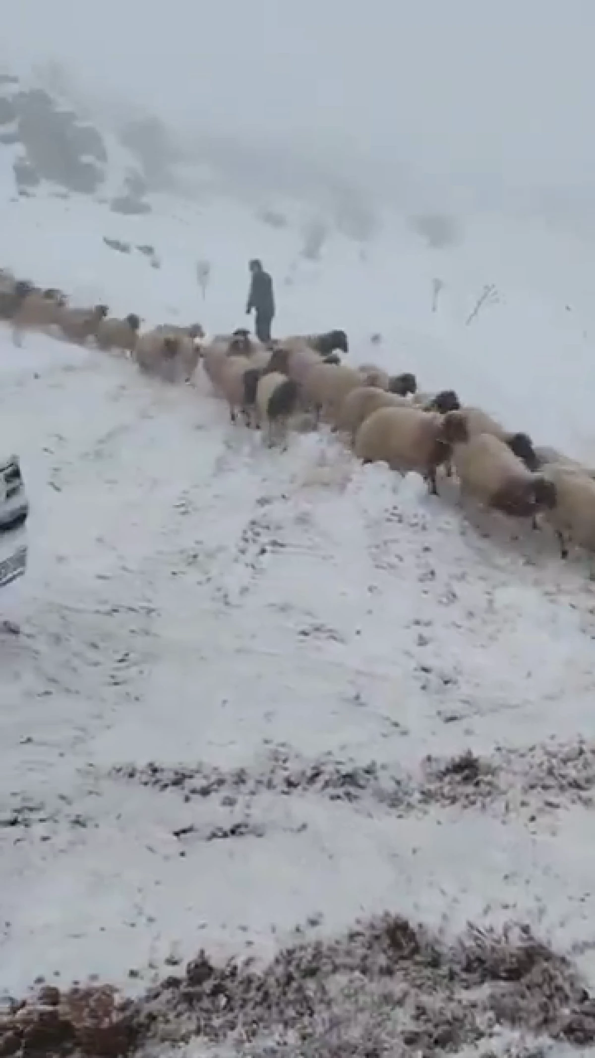 2 &Ccedil;oban ve 800 Koyun Dağda Mahsur Kaldı, Ekipler Kurtardı
