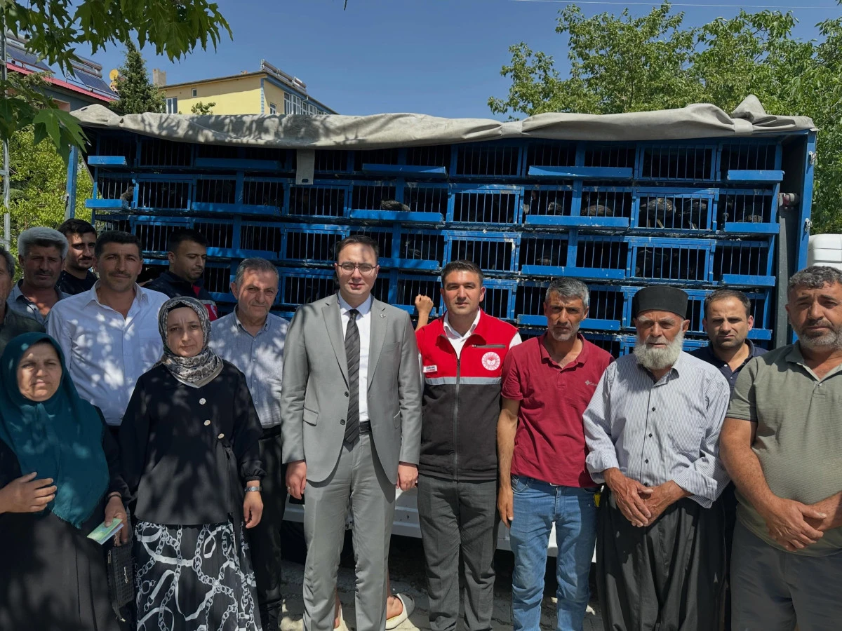 55 Haneye Bin 210 Tavuk Dağıtıldı