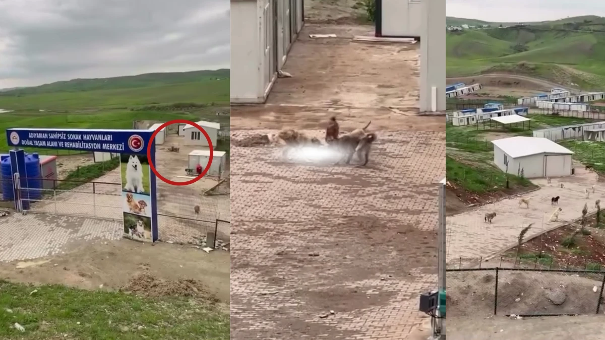 A&ccedil; Bırakılan K&ouml;pekler Telef Olan Hayvanı Yedi