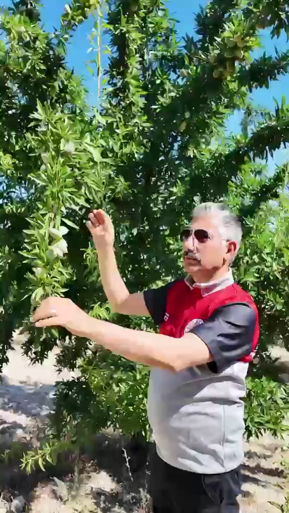 Adıyaman&rsquo;da Badem Bah&ccedil;elerinde İnceleme