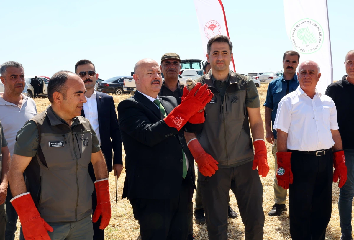 Adıyaman&rsquo;da Ekosistemin Korunması İ&ccedil;in Bin Keklik Doğaya Salındı