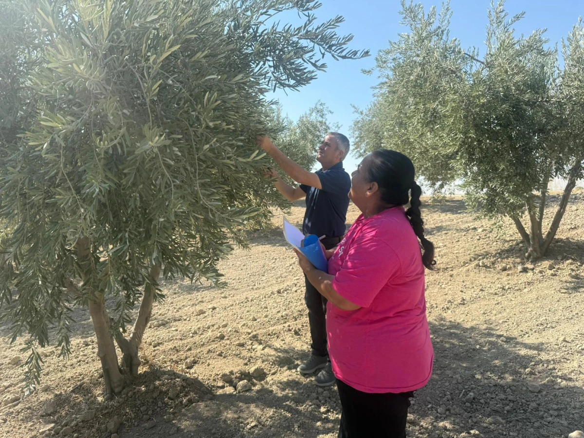 Adıyaman’da Zeytin ve Zeytinyağı Üretimi İçin Rekolte Çalışmaları Başladı
