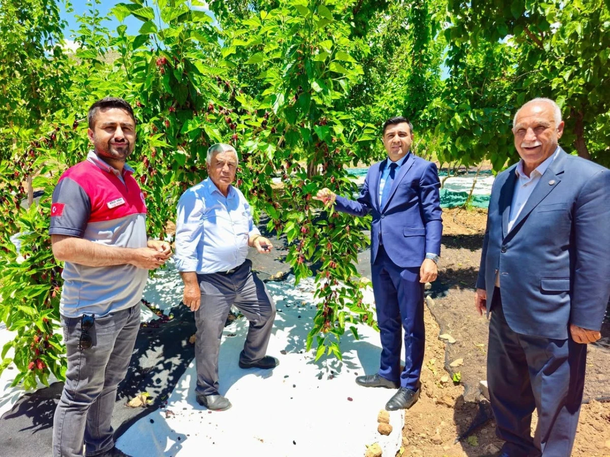 Adıyaman&rsquo;ın Tut il&ccedil;esinde coğrafi işaretli &uuml;r&uuml;n olan dutun hasat sezonu başladı.
