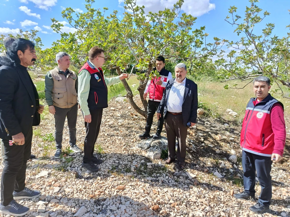 Besni&rsquo;de Dolu Afeti Sonrası Tarım Arazilerinde Hasar Tespiti