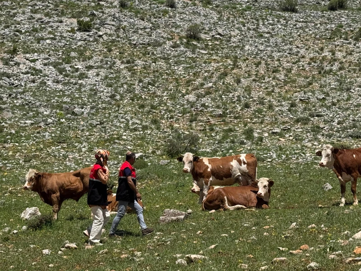 &Ccedil;elikhan &Ccedil;ampınar K&ouml;y&uuml; Meralarında TARDİP Kapsamlı İnceleme