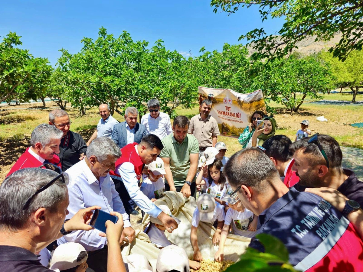 Coğrafi İşaretli Adıyaman Tut Dutu İ&ccedil;in Hasat Heyecanı Yaşanıyor