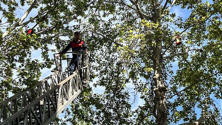 Gölbaşı’nda öğrenciler ağaç dallarına kuş yuvası astı