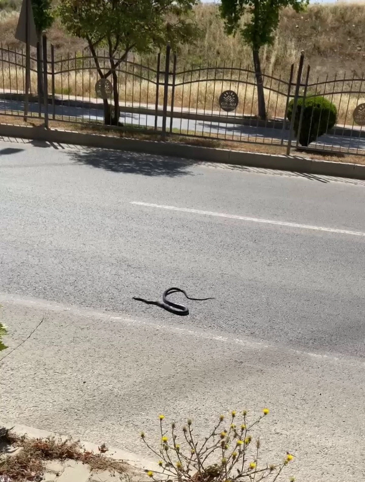 Karayılan Yoğun Trafiğin Arasında Telef Oldu   