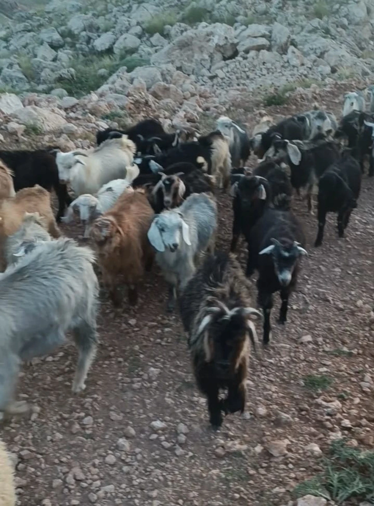 Kaybolan 38 Küçükbaşın Bulunması İçin Yardım Bekleniyor     