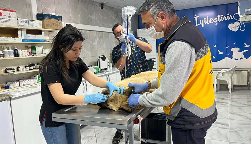 Kaza Sonucu Yaralanan Köpek İçin Herkes Seferber Oldu