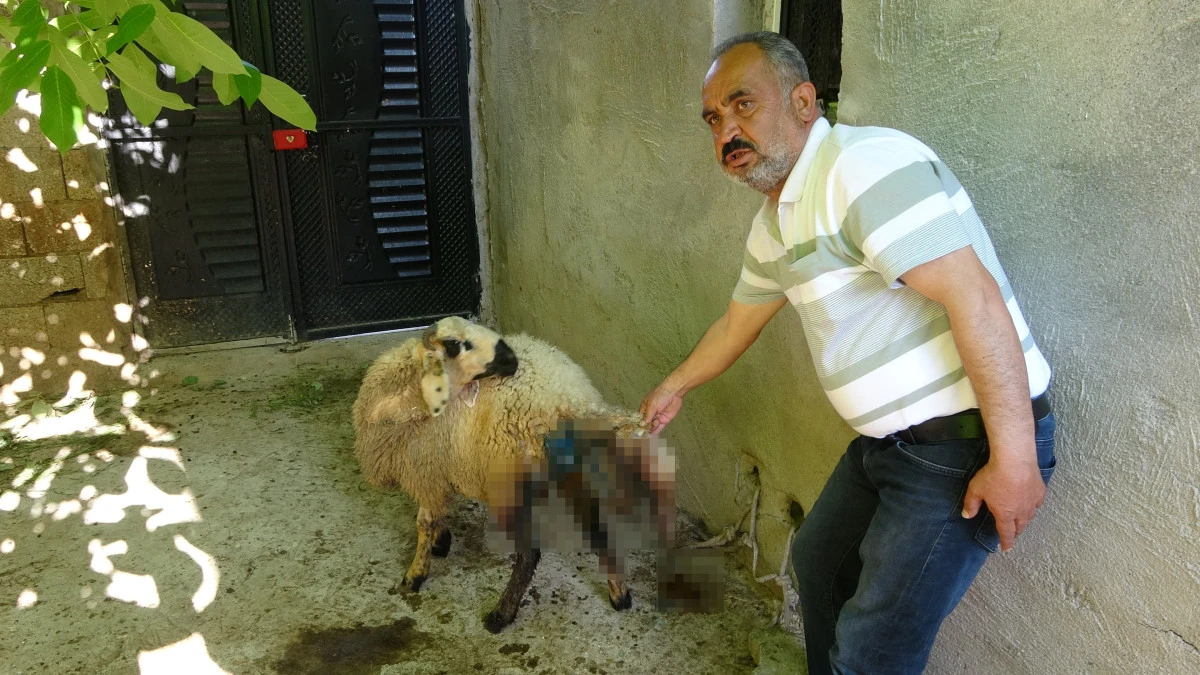 Sokak Köpekleri Köylülerin Hayvanlarına Saldırdı   