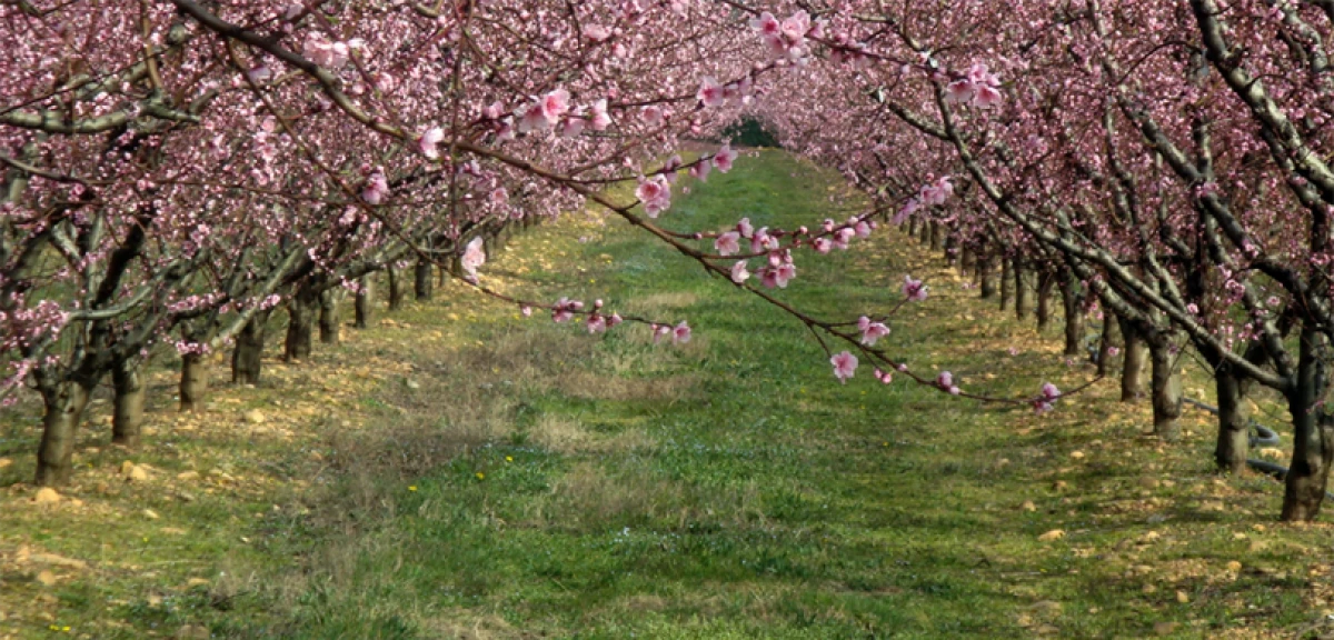 Tarım Sigortası Bulunmayan ÇKS’ye Kayıtlı Üreticilere 707 Milyon 112 Bin Lira Aktarıldı