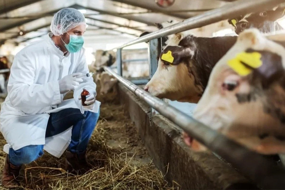 Türkiye, Şap (SAT1) Salgınıyla Mücadelede Kontrolü Sağladı