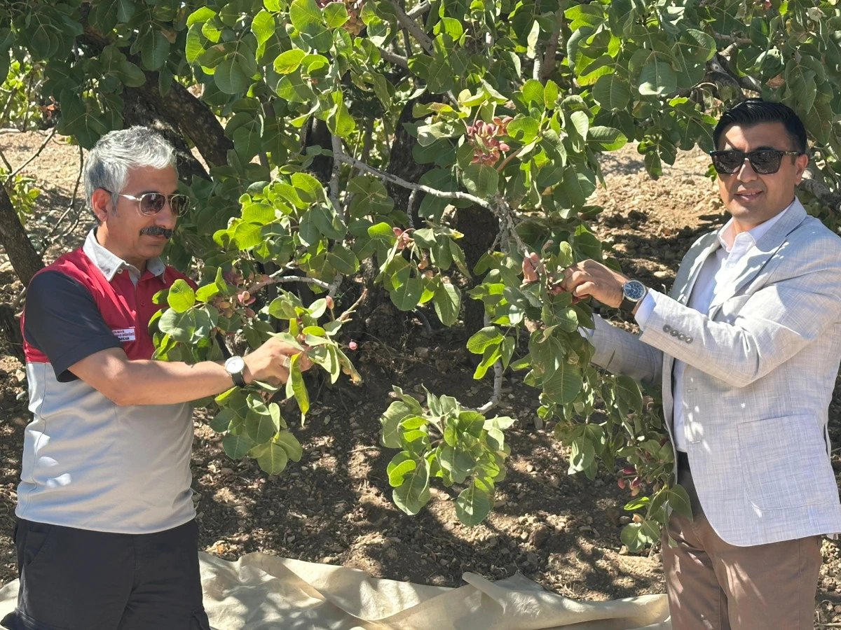 Tut’ta Antep Fıstığı Hasadı Başladı